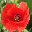 http://pacific.nainwak.com/images/objets/coquelicot.gif